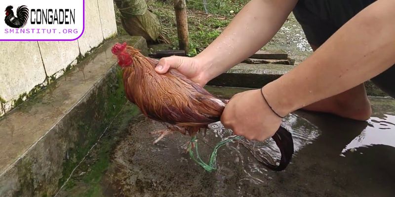 Cách chữa gà chọi bị mất gâ