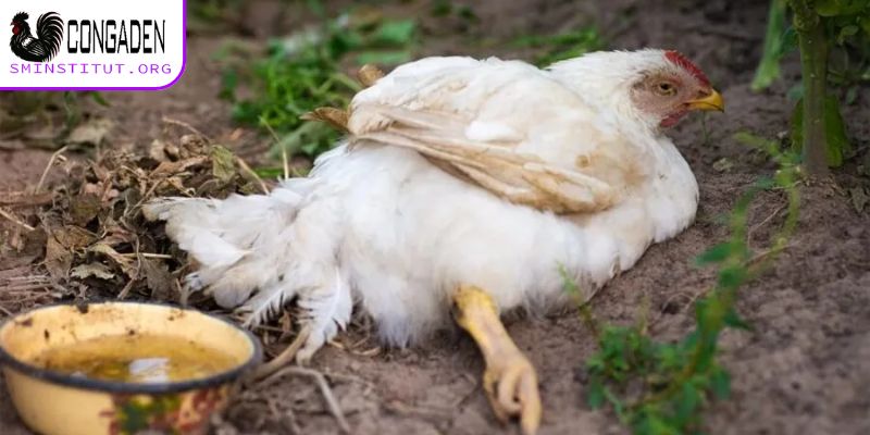 Gà mắc bệnh về đường ruột thường bị tổn hại nặng
