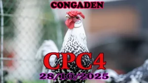 Xem lại clip đá gà Thomo CPC4 ngày 28/10/2025