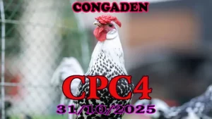Xem lại clip đá gà Thomo CPC4 ngày 31/10/2025