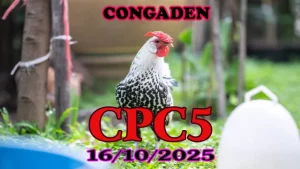 Full clip đá gà thomo hôm nay C5 ngày 16/10/2025