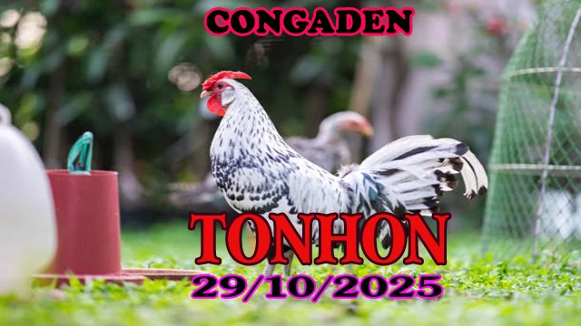 Xem Lại Clip Đá Gà Tonhon Hôm Nay 29/10/2025