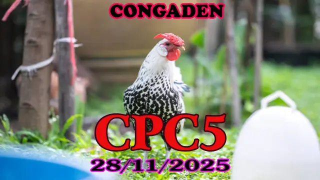 Clip Replay Đá Gà Thomo CPC5 28112025 – Xem Ngay