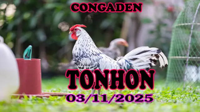 Đá gà trực tiếp TONHON phát lại hôm nay 03/11/2025