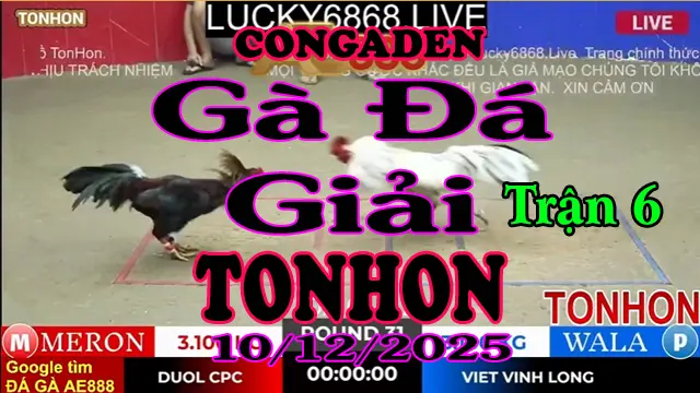 Gà Đá Giải TONHON Trận 6 A Út 30 vs A Hắc Coca – Hạng Cân 3.1kg