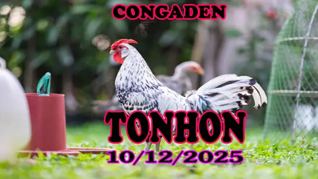 Link Xem Trực Tiếp Đá Gà Tonhon 10122025 Phát Lại Sắc Nét