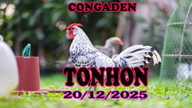 Xem Trực Tiếp Đá Gà Tonhon 20122025 Hôm Nay