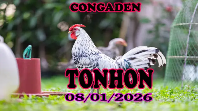 Trực Tiếp Gà Đá Tonhon 08012025 – Clip Mới Nhất Hôm Nay