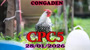 Video clip đá gà trực tiếp CPC5 hôm nay 28012026