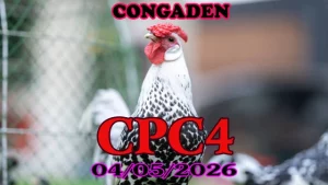 Clip đá gà trực tiếp CPC4 ngày 04052026