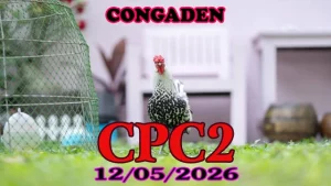 Video đá gà trực tiếp CPC2 ngày 12052026